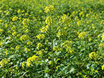 field-mustard-g777b7936d_640