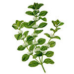 horehound