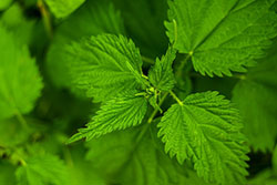 nettle-g25cad04f9_640