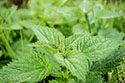 nettle-gf3c9cbf7d_640