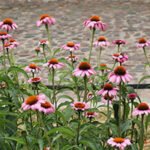 purple-coneflower-gd34a2dc4a_640