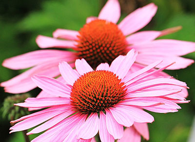 Echinacea Echinacea
