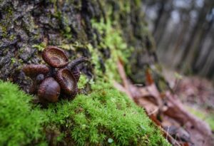 nature-4951725_640