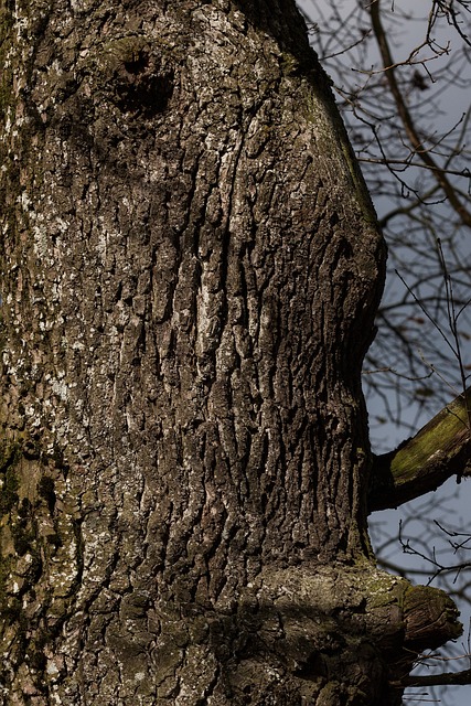 tree-207254_640 tree-207254_640