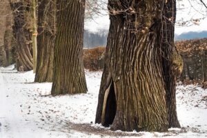 trees-3973301_640