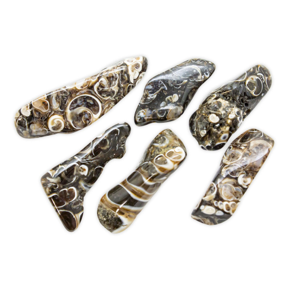 Turritella Agate Tumbled Set (L)