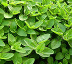 marjoram marjoram