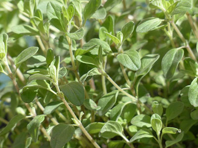 marjoram