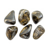 Stromatolite Tumbled Set (L)