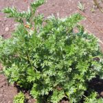 Artemisia_absinthium_Bylica_piołun_2022-05-03_04 Agnieszka Kwiecień, Nova, CC BY-SA 4.0 <https://creativecommons.org/licenses/by-sa/4.0>, via Wikimedia Commons