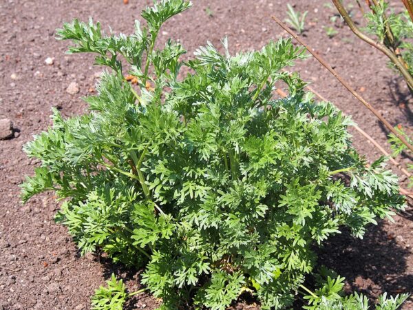 Artemisia_absinthium_Bylica_piołun_2022-05-03_04 Agnieszka Kwiecień, Nova, CC BY-SA 4.0 <https://creativecommons.org/licenses/by-sa/4.0>, via Wikimedia Commons