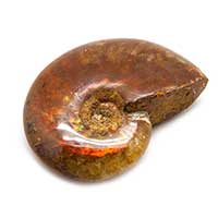 Ammonite