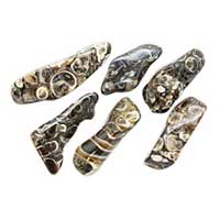 Turritella Agate
