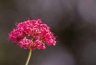 red-valerian-5370243_640 copy