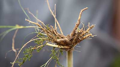 valeriana-officinalis-root-4511906_640 copy valeriana-officinalis-root-4511906_640 copy