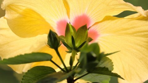 hibiscus-6324219_640