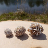 Desert Rose (Medium) - Image 4