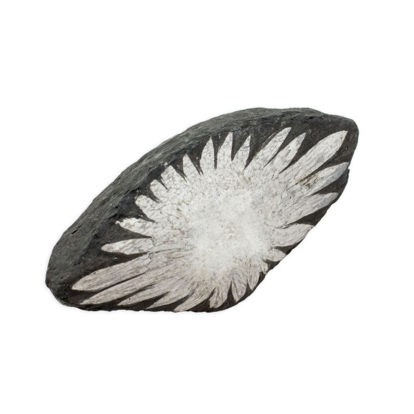 Chrysanthemum Stone - Image 3
