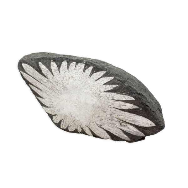 Chrysanthemum Stone - Image 2