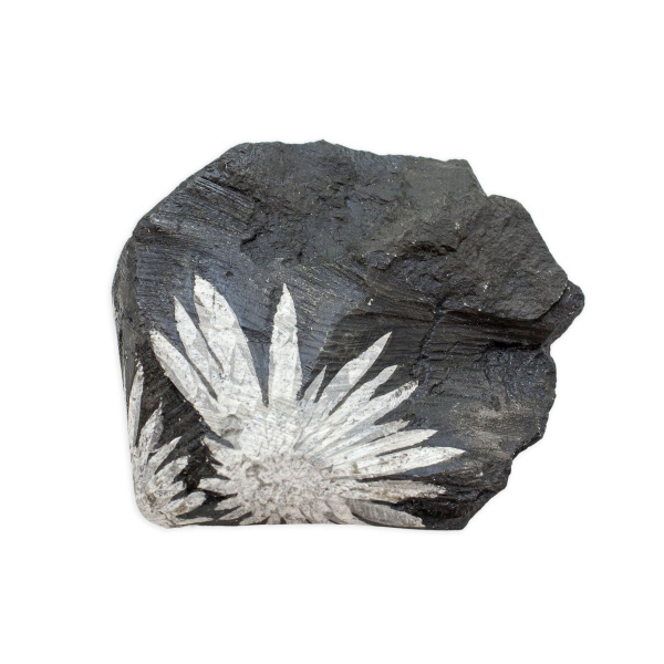 Chrysanthemum Stone - Image 3