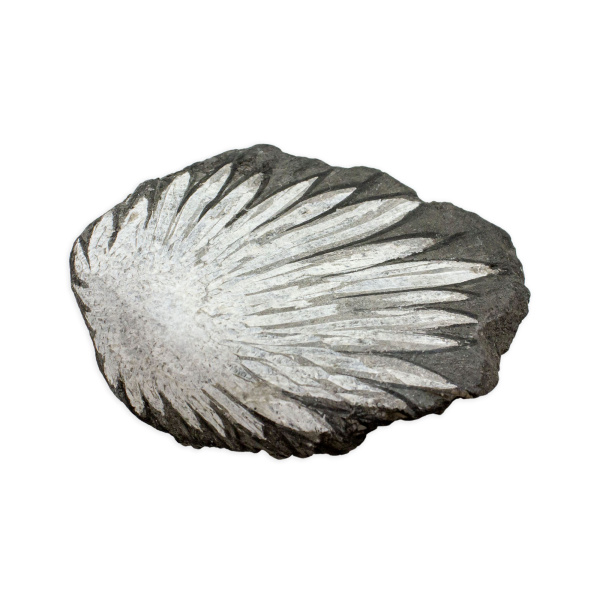 Chrysanthemum Stone - Image 2