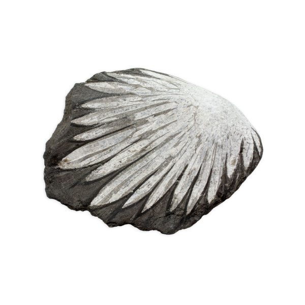 Chrysanthemum Stone - Image 3