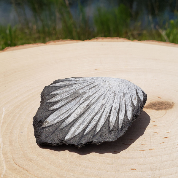 Chrysanthemum Stone