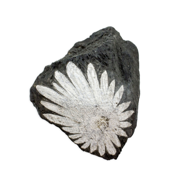 Chrysanthemum Stone - Image 3