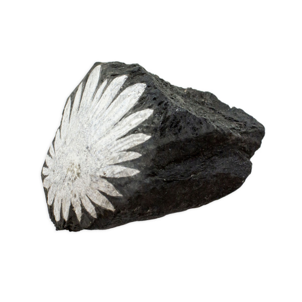 Chrysanthemum Stone - Image 2