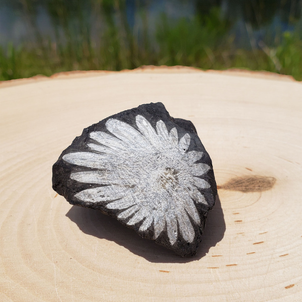 Chrysanthemum Stone