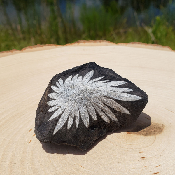 Chrysanthemum Stone