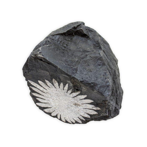 Chrysanthemum Stone - Image 2