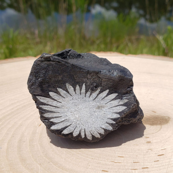 Chrysanthemum Stone