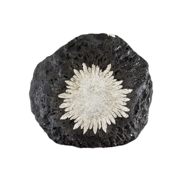 Chrysanthemum Stone - Image 2