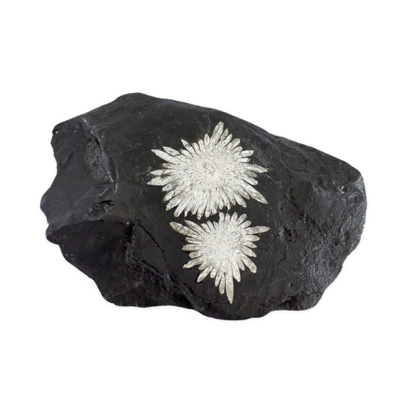 Chrysanthemum Stone - Image 2