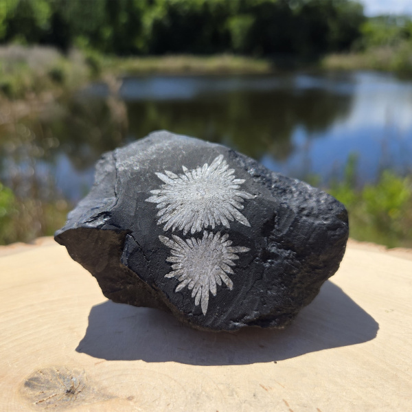 Chrysanthemum Stone