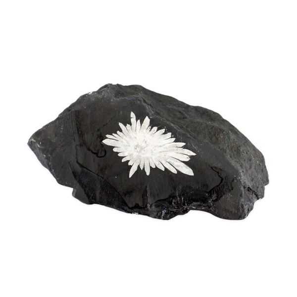 Chrysanthemum Stone - Image 2