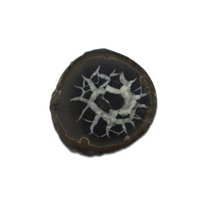 Septarian Nodule Slab