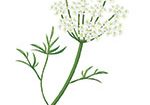 anise seed plant