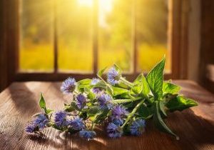 comfrey sun