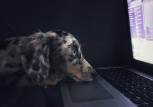 dog on a laptop crystals for workaholics