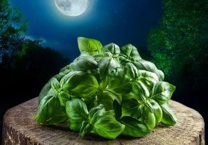 moon basil