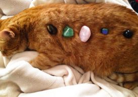 best crystals for cats orange cat with crystals on it