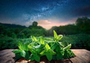 starfield spearminrt